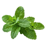 1785dc3f a5e4 43c6 b65b 5ce9ee247bfd removebg preview