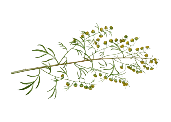 Apicultrice & productrice de plantes bio en Lot-et-Garonne | Mon histoire About 88213 removebg preview