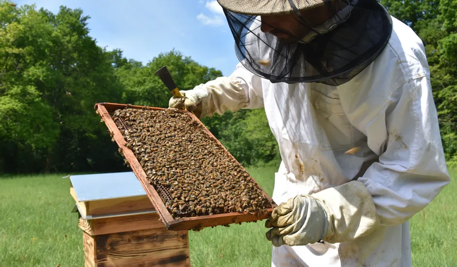 Apicultrice & productrice de plantes bio en Lot-et-Garonne | Mon histoire About ruches b48752d0578d17a512853e2840033bda